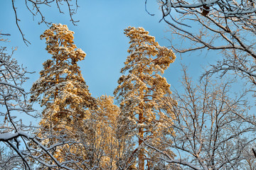 Snow covered trees in the forest