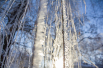 winter and nature