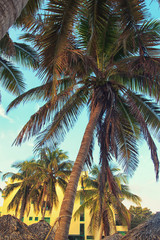 Fototapeta na wymiar Coconut palm tree, yellow building and blue sky. Varadero, Cuba