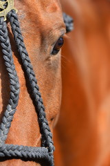 Close up of a chestnut horse's eye in rope polo halter looking into the camera. Vertical, front...