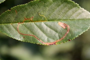 Mine of Lyonetia clerkella (Apple leaf miner) on green leaf of cherry (Prunus cerasus)