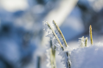 winter and nature