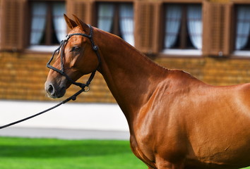 Close up of a chestnut horse's head and neck in rope polo halter standing near brick house with...