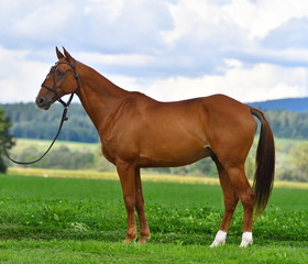 Chestnut horse stands in the rope polo halter in the field of Switzerland. Horizontal, side view.