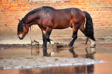 Bay draft horse calmly walks along red brick wall in a muddy puddle making splashes. Horizontal,...