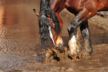 Bay draft horse with black mane splashes muddy water standing in a puddle. Horizontal, side view,...