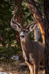 Mule Deer Buck