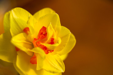Amazing yellow huge bright daffodils in sunlight. Close-up, macro, perfect image for greeting card