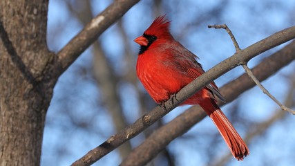 Male Northern Cardinal