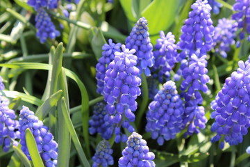 muscari