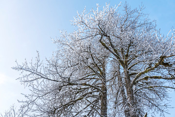 Fototapeta na wymiar Cottonwood trees in winter