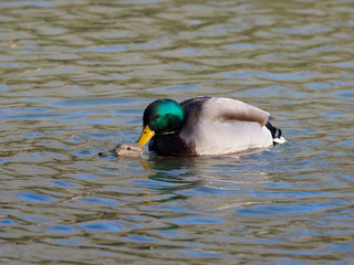 Mallard, Anas platyrhynchos