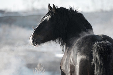 Black Vladimir heavy draft stallion looks back standing in the winter landscape. Horizontal, portrait, back view.