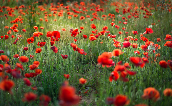 field of red poppies © Alexis Rostan