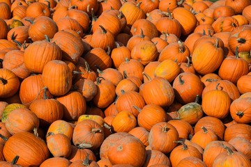 Pumpkin Pile