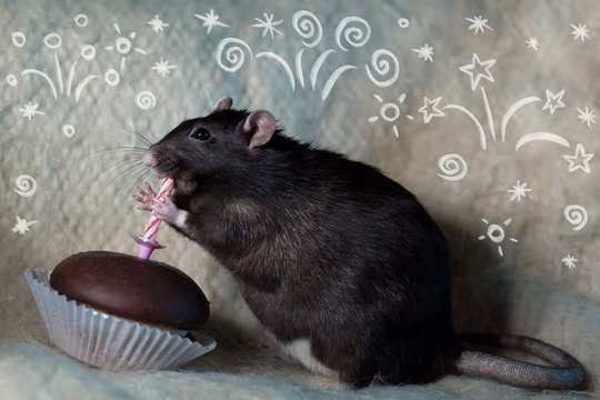 the rat celebrates his birthday and eats a cake