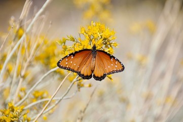 Queen-Schmetterling (Danaus Gilippus) im Joshua Tree Nationalpark, Kalifornien