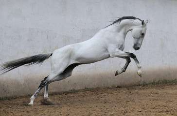 Obraz na płótnie Canvas Slender light grey Akhal teke stallion with black mane and tail leaps upward in jump in a paddock beside gray concrete wall. Horizontal, side view, in motion.