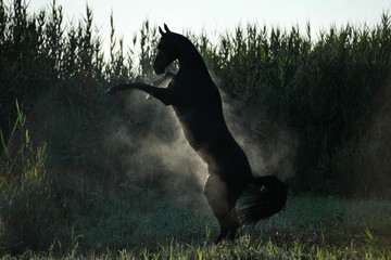 Black Akhal Teke stallion attacking and rearing into the air showing two front legs. Horse is hot and sweaty, producing vapor. Horizontal, from the back, in motion.