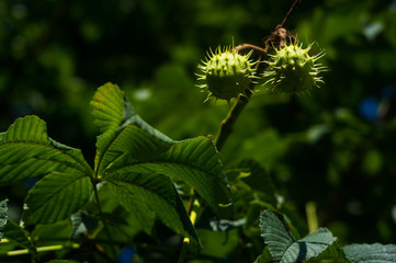 Horse-chestnuts on conker tree branch - Aesculus hippocastanum fruits