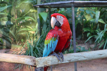 blue and yellow macaw