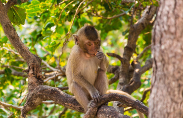 a monkey is eating the fruit is on the tree.