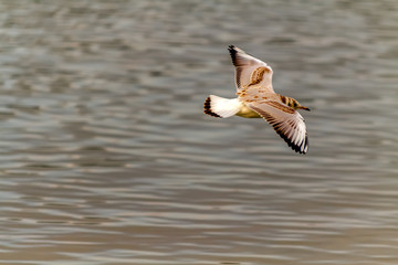 seagull in flight