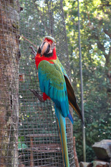 blue and yellow macaw