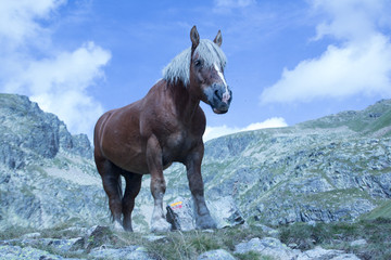 caballo