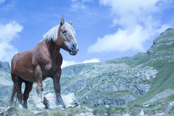 caballo