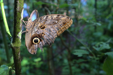 butterfly on leaf