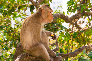 a monkey is eating beans is on the tree .