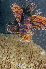 Naklejka na ściany i meble Lionfish Underwater, Lembeh Strait,Indonesia