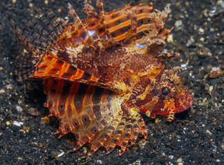 Lionfish Underwater, Lembeh Strait,Indonesia