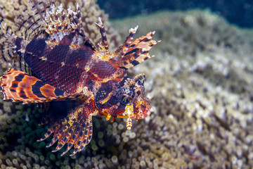 Lionfish Underwater, Lembeh Strait,Indonesia