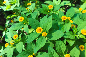 yellow flowers in the garden
