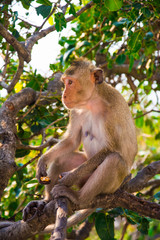 a monkey is eating beans relaxly is on the tree .