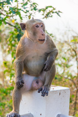 A male monkey is sitting on a stone pillar.