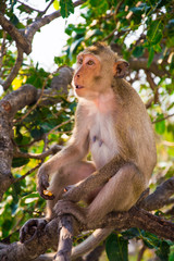 a monkey is eating beans relaxly is on the tree .