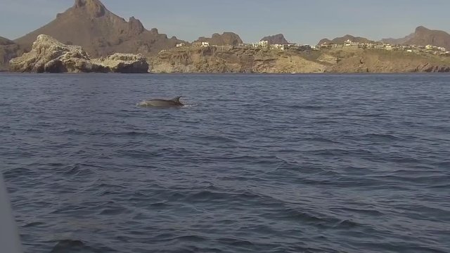 Slow motion gimbaled footage of rare dolphins in Sea of Cortez
