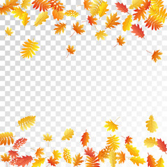 Oak, maple, wild ash rowan leaves vector, autumn foliage on transparent background.
