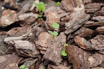 Naklejka premium bark of a tree