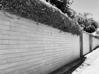 White fence and plants in Rishon Le Zion. Close up shot