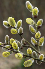 Early spring flowering Salix caprea © orestligetka