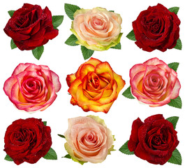 Fototapeta premium Świeża piękna róża z dewdrops odizolowywającymi na białym tle z ścinek ścieżką