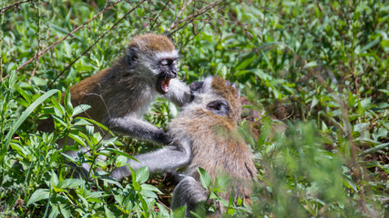 Vervet monkeys fight