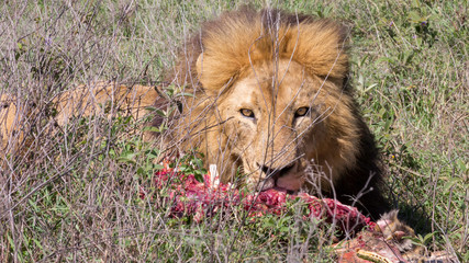 Simba eating zebra