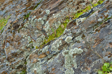 Natural background texture of a schist rock and vegetation