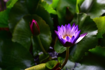 Obraz premium Beautiful Lotus flowers on a green foliage background in a natural pond 