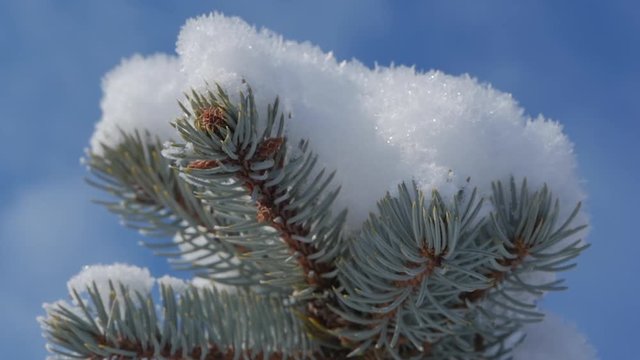 Snow-covered Christmas tree, Bright sunlight falling with snow, snowflakes falling from the trees.